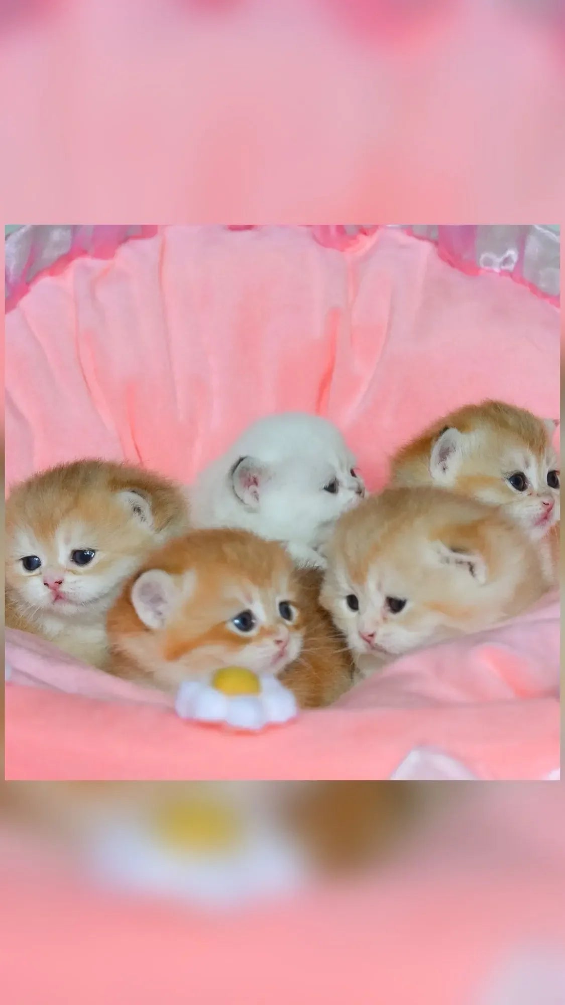 bow lace pet bed