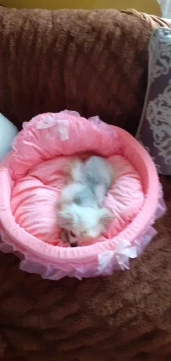 bow lace pet bed