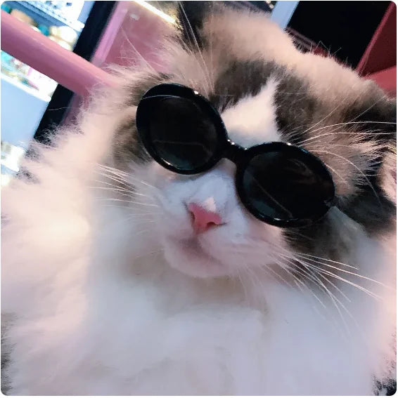 sunglasses for pets