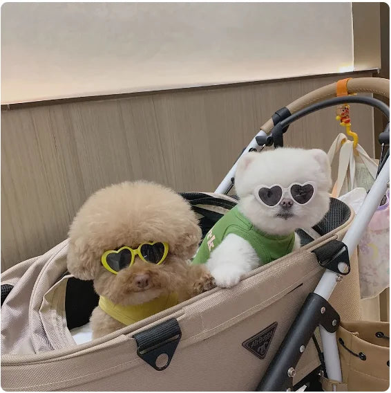 sunglasses for pets