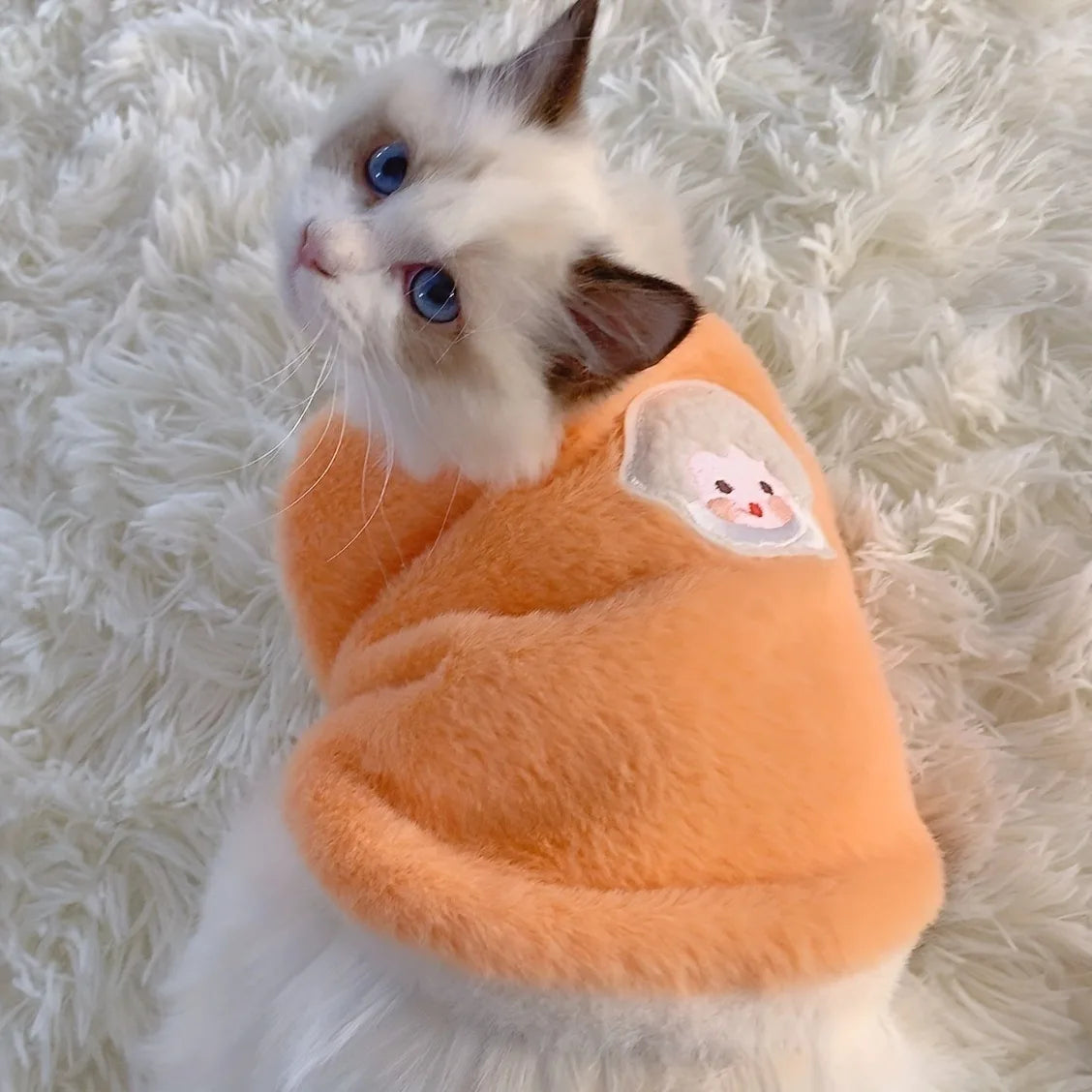 winter wear for pets