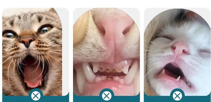Mouth Cleaning Tools for Pets